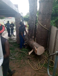 Tree Filling And Stump Removals