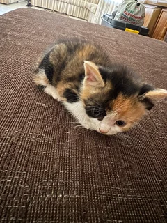 Baby kittens 6 weeks old