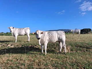 Chianina stud bull for sale
