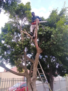 CHEAPEST GARDEN REFUSE REMOVAL* TREE FELLING *STUMP REMOVAL*YARD CLEANING SERVICES*