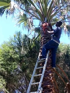 AFFORDABLE PRICE FOR GARDEN REFUSE REMOVAL* TREE FELLING *STUMP REMOVAL *PLOT CLEANING