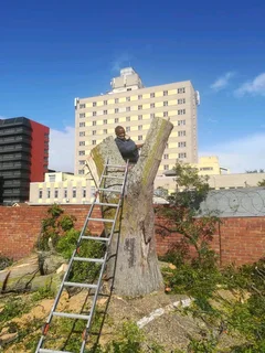 AFFORDABLE PRICE FOR GARDEN REFUSE REMOVAL* TREE FELLING *STUMP REMOVAL *PLOT CLEANING