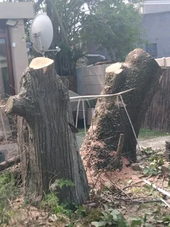 Cheapest Price For Tree Felling *stump Removal*yard Cleaning Services*