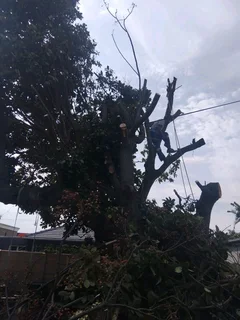 CHEAPEST PRICE FOR TREE FELLING *STUMP REMOVAL*YARD CLEANING SERVICES*