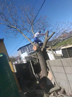 CHEAPEST PRICE FOR TREE FELLING *STUMP REMOVAL*YARD CLEANING SERVICES*