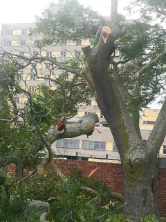 Cape Town Garden Refuse Removal *yard Cleaning Services* Tree Felling *stump Removal