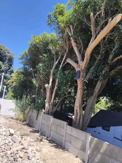 QUICK RESPOND GARDEN REFUSE REMOVAL *YARD CLEANING SERVICES* TREE FELLING *PLOT CLEANING