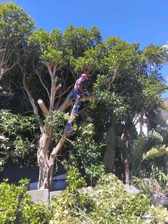 QUICK RESPOND GARDEN REFUSE REMOVAL *YARD CLEANING SERVICES* TREE FELLING *PLOT CLEANING