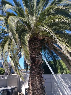 Cape Town Plot Cleaning* Tree Felling*stump Removal *yard Cleaning Services*