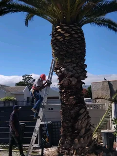 CAPE TOWN PLOT CLEANING* TREE FELLING*STUMP REMOVAL *YARD CLEANING SERVICES*