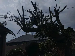 CAPE TOWN PLOT CLEANING* TREE FELLING*STUMP REMOVAL *YARD CLEANING SERVICES*