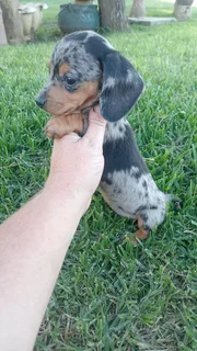 Worshond / duachund puppies