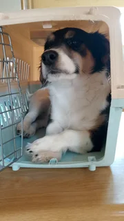 Dog - Ad posted by Casey Meyers