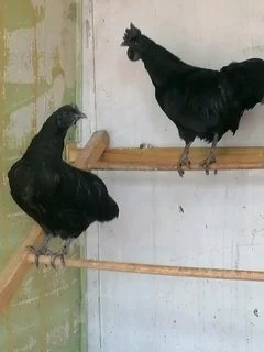 Ayam cemani point of lay