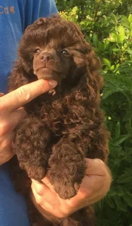 Toy french poodle puppies