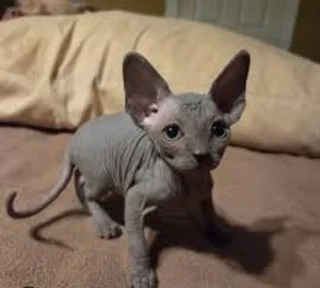 Sphynx kittens