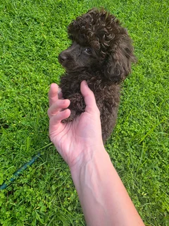 Toy french poodle puppies