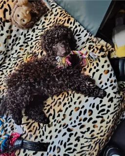 Miniature french poodle puppy