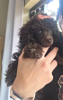 Toy french poodle puppies