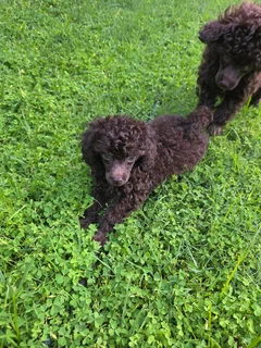 Brown toy french poodle puppy