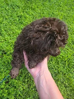 Brown toy french poodle puppy