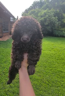 Brown toy french poodle puppy