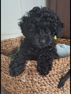 Black toy french poodle puppies