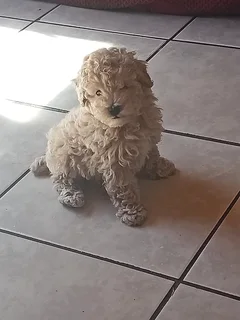 White miniature french poodle puppy