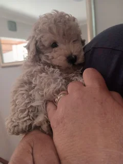 White miniature french poodle puppy