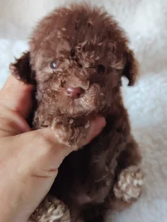 Teacup french toy poodle puppy