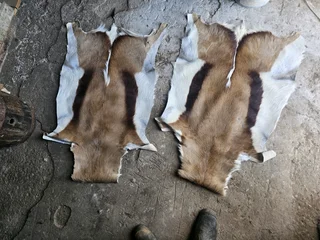 Springbok skins