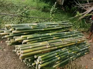 Eg bamboo