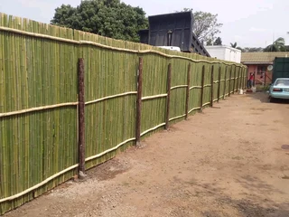 Eg bamboo