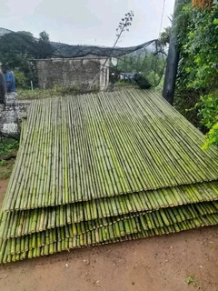 Bamboo selling