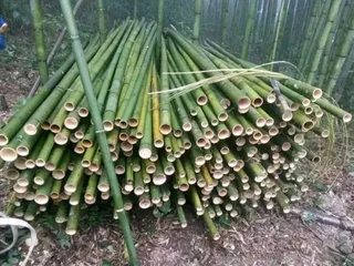 Bamboo fencing