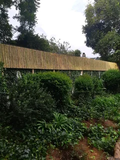 Bamboo fencing