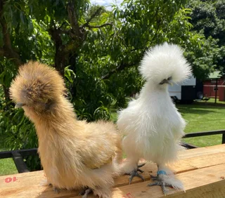Chickens Silky