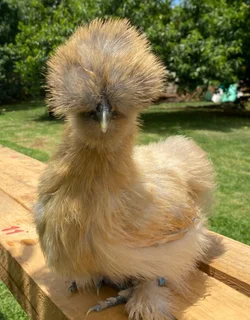 Chickens Silky