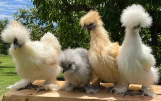 Chickens Silky