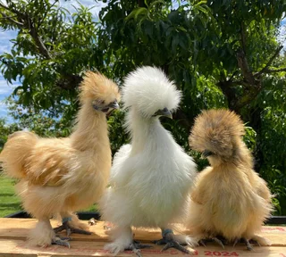 Chickens Silky