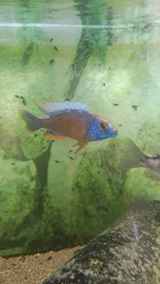 Yellow labs and taiwan reef fry available