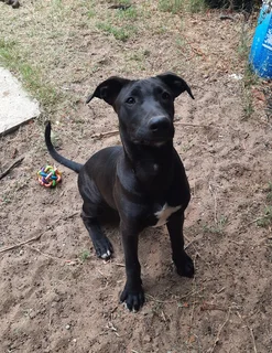 Lab mix