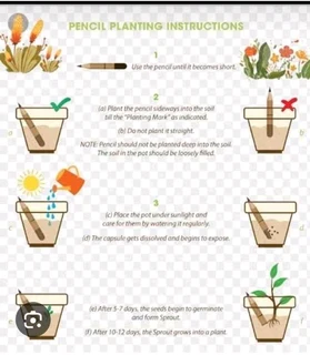 Sprouting plantable pencils