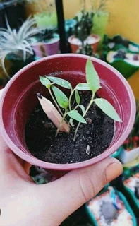 Sprouting plantable pencils