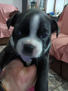 Dogs - Ad posted by hawies