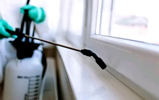 Ant and bedbug control