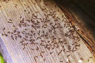 Ant and bedbug control