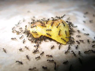 Ant and bedbug control