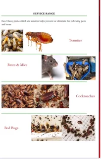insects and rats control