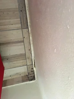 insects and rats control